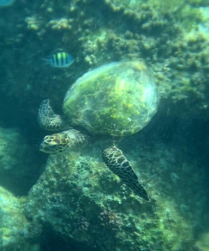 Traumziel Seychellen