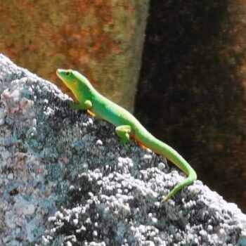 Traumziel Seychellen